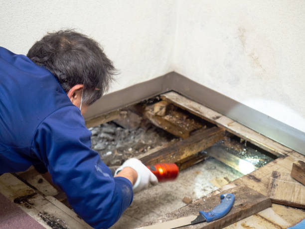Best Mold Damage Repair  in La Honda, CA