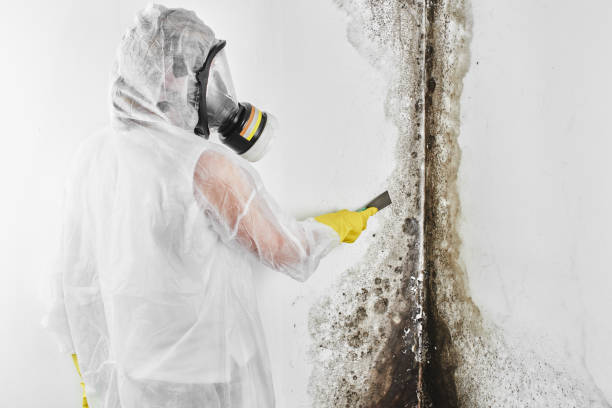 Best Emergency Mold Removal  in La Honda, CA