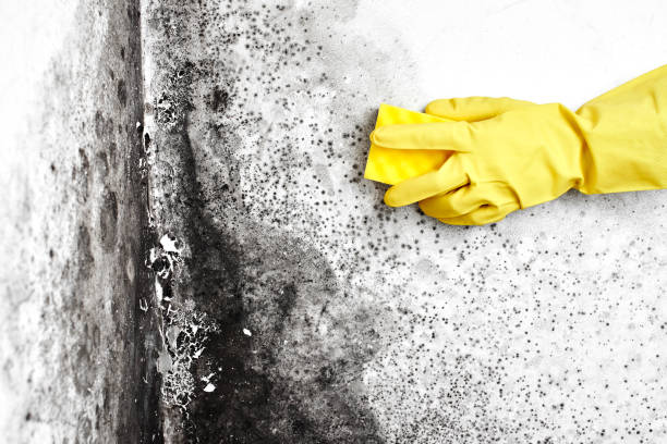 Best Residential Mold Removal  in La Honda, CA
