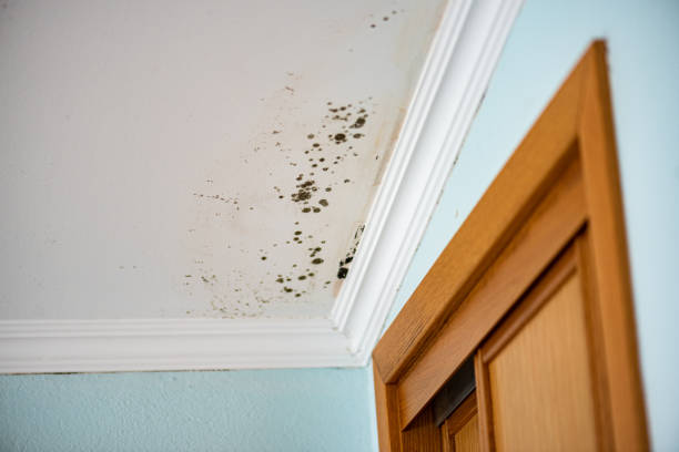 Best Local Mold Removal Service  in La Honda, CA