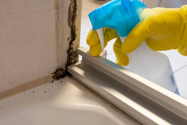 Best Mold Removal Company Near Me  in La Honda, CA