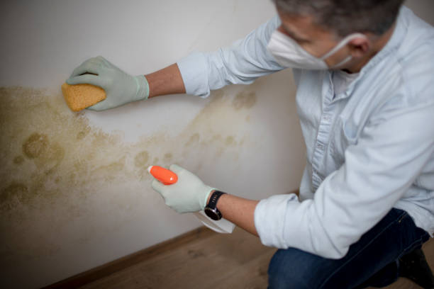 Best Office Mold Removal Services  in La Honda, CA
