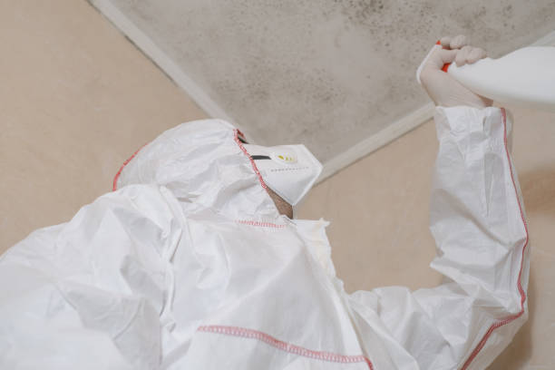 Office Mold Removal Services in La Honda, CA