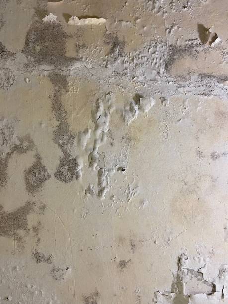 Best Mold Removal Company Near Me  in La Honda, CA