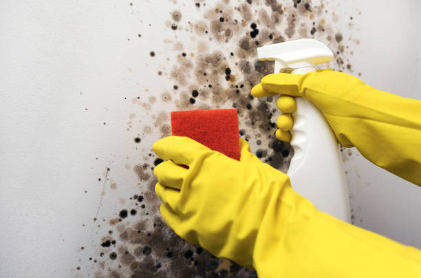 Best Affordable Mold Removal  in La Honda, CA