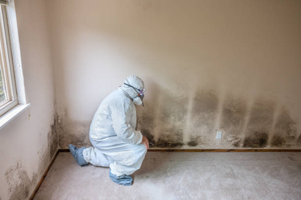 Best Mold Testing  in La Honda, CA