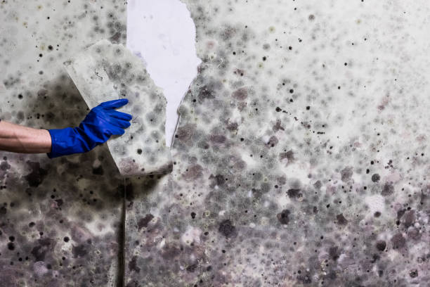 Best Black Mold Removal  in La Honda, CA