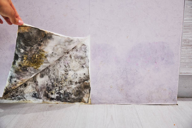 Best Mold Removal Near Me  in La Honda, CA